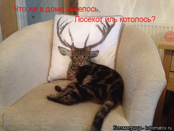 Котоматрица: Что же в доме завелось, Лосекот иль котолось?