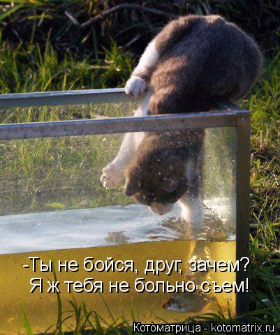Котоматрица: -Ты не бойся, друг, зачем? Я ж тебя не больно съем!