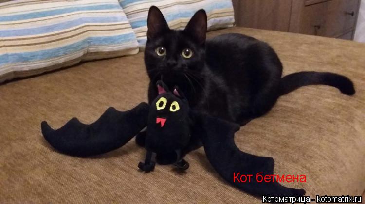 Кот бетмена... Котоматрица: Кот бетмена