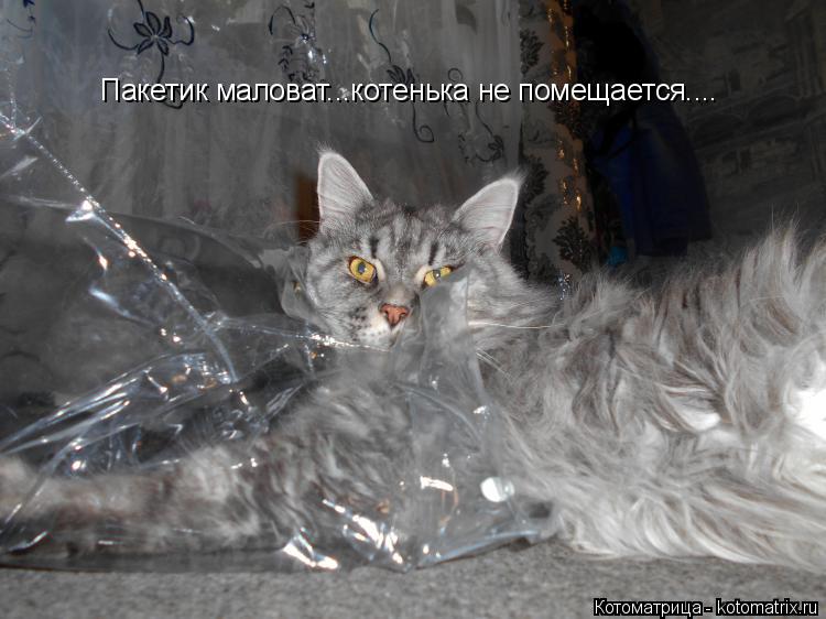 Пакетик маловат...котенька не помещается....... Котоматрица: Пакетик маловат...котенька не помещается....