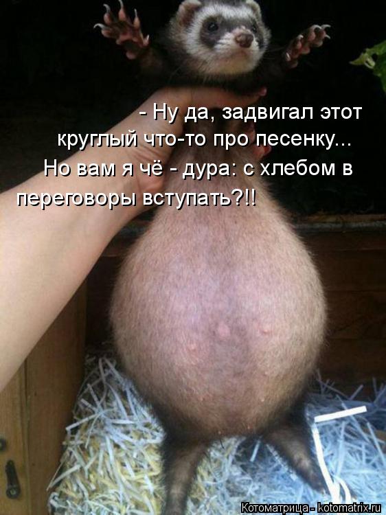 Котоматрица: - Ну да, задвигал этот  круглый что-то про песенку...  переговоры вступать?!! Но вам я чё - дура: с хлебом в