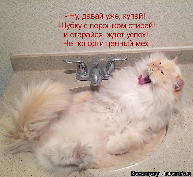 Котоматрица: - Ну, давай уже, купай! Шубку с порошком стирай! и старайся, ждет успех! Не попорти ценный мех!