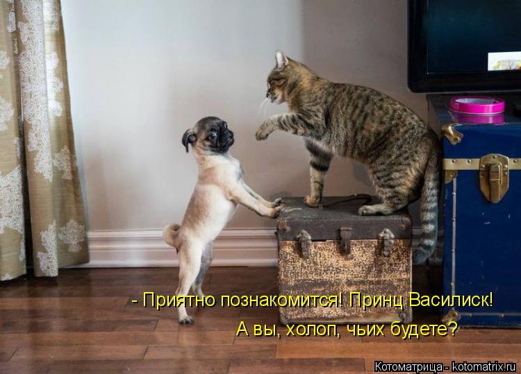 - Приятно познакомится! Принц Василиск! А вы, холоп, чьих будете?... Котоматрица: - Приятно познакомится! Принц Василиск! А вы, холоп, чьих будете?