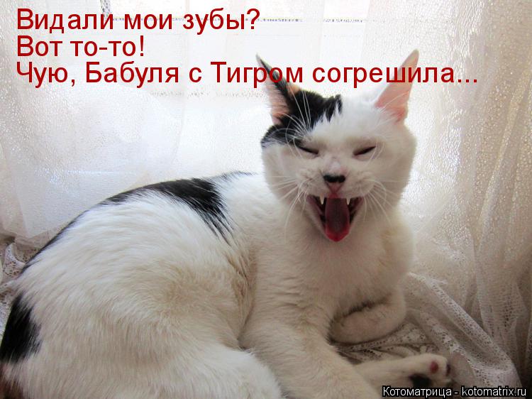 Видали мои зубы? Чую, Бабуля с Тигром согрешила... Вот то-то!... Котоматрица: Видали мои зубы? Чую, Бабуля с Тигром согрешила... Вот то-то!