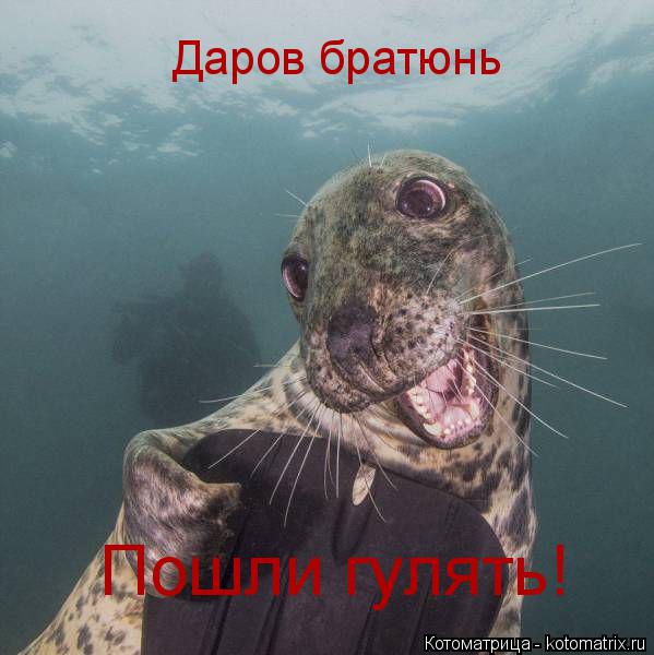 Даров братюнь Пошли гулять!... Котоматрица: Даров братюнь Пошли гулять!