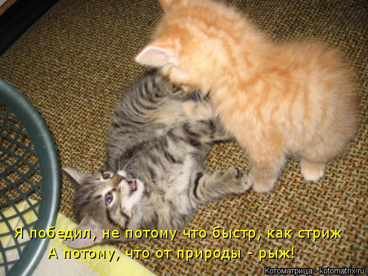 Котоматрица: Я победил, не потому что быстр, как стриж А потому, что от природы - рыж!