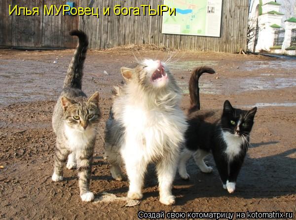 Илья МУРовец и богаТЫРи... Котоматрица: Илья МУРовец и богаТЫРи