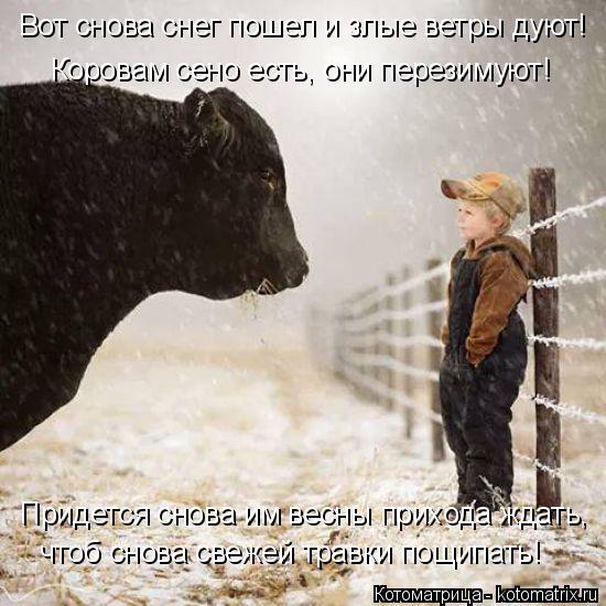 Вот снова снег пошел и злые ветры дуют! Коровам сено есть, они перезимуют! чтоб снова свежей травки п... Котоматрица: Вот снова снег пошел и злые ветры дуют! Коровам сено есть, они перезимуют! чтоб снова свежей травки пощипать! Придется снова им весны приход