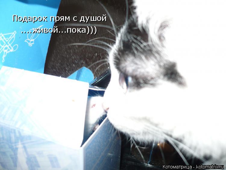 Подарок прям с душой ....живой...пока)))... Котоматрица: Подарок прям с душой ....живой...пока)))