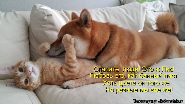 Спасите, люди! Это ж Лис! Хоть цвета он того же Любовь его, как банный лист Но разные мы все же!... Котоматрица: Спасите, люди! Это ж Лис! Хоть цвета он того же Любовь его, как банный лист Но разные мы все же!