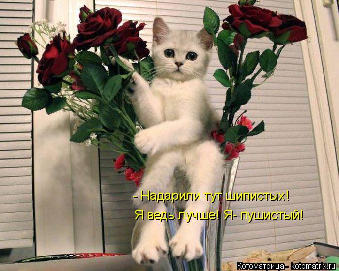 Котоматрица: - Надарили тут шипистых! Я ведь лучше! Я- пушистый!
