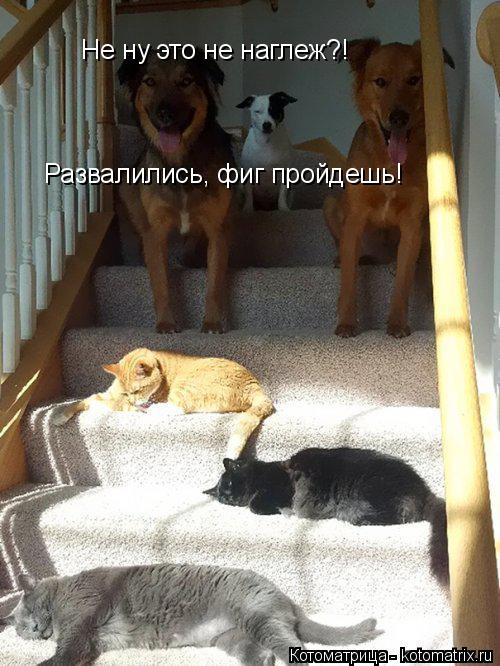Не ну это не наглеж?! Развалились, фиг пройдешь!... Котоматрица: Не ну это не наглеж?! Развалились, фиг пройдешь!