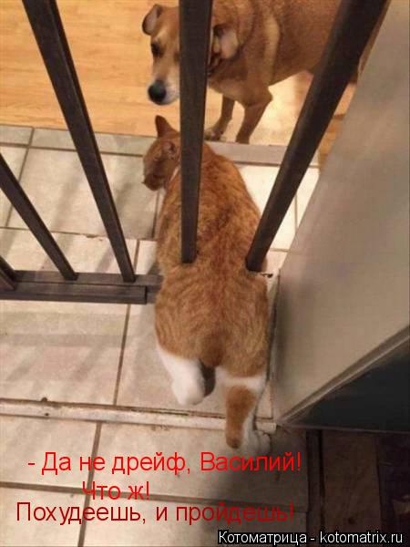 - Да не дрейф, Василий! Что ж! Похудеешь, и пройдешь!... Котоматрица: - Да не дрейф, Василий! Что ж! Похудеешь, и пройдешь!