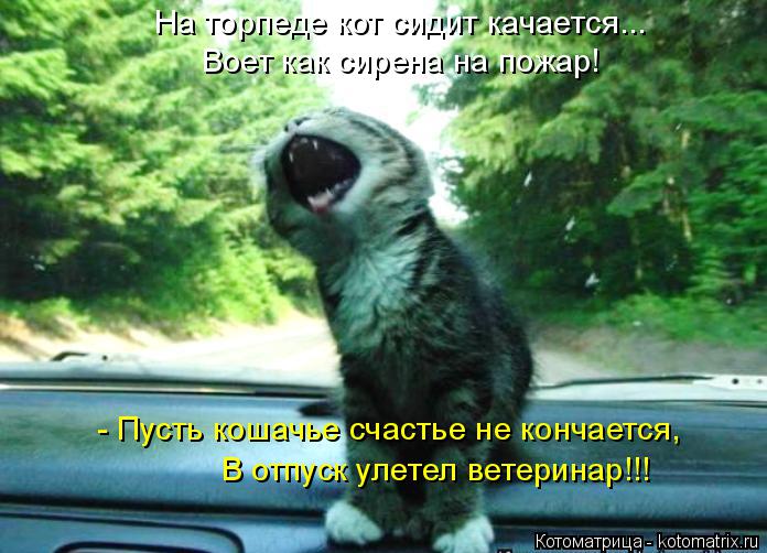 На торпеде кот сидит качается... Воет как сирена на пожар! В отпуск улетел ветеринар!!! - Пусть кошач... Котоматрица: На торпеде кот сидит качается... Воет как сирена на пожар! В отпуск улетел ветеринар!!! - Пусть кошачье счастье не кончается,