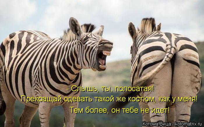 Котоматрица: - Слышь, ты, полосатая! Прекращай одевать такой же костюм, как у меня! Тем более, он тебе не идет!