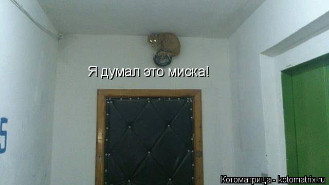 Я думал это миска!... Котоматрица: Я думал это миска!