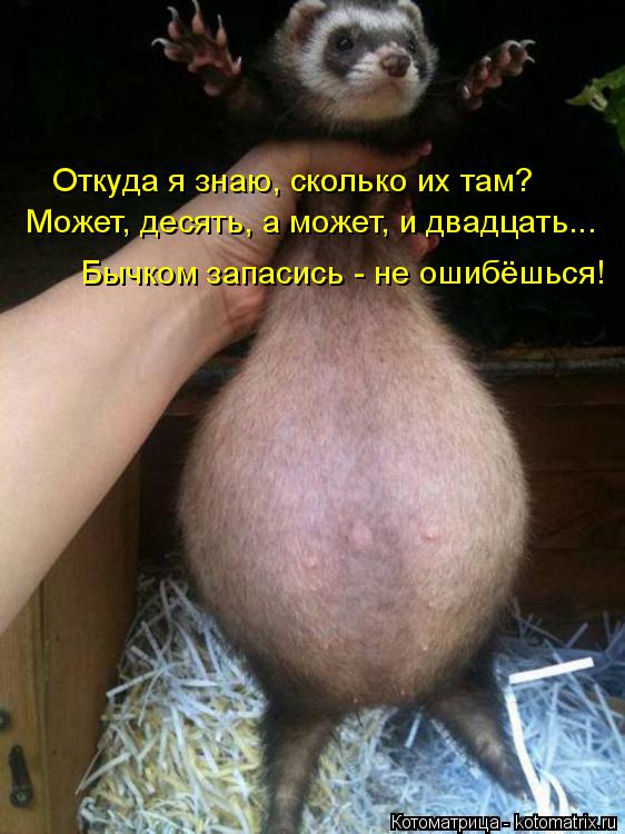 Может, десять, а может, и двадцать... Бычком запасись - не ошибёшься! Откуда я знаю, сколько их там?... Котоматрица: Может, десять, а может, и двадцать... Бычком запасись - не ошибёшься! Откуда я знаю, сколько их там?