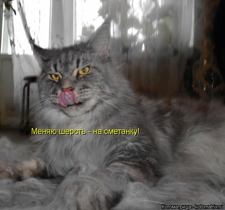 Котоматрица: Меняю шерсть - на сметанку!
