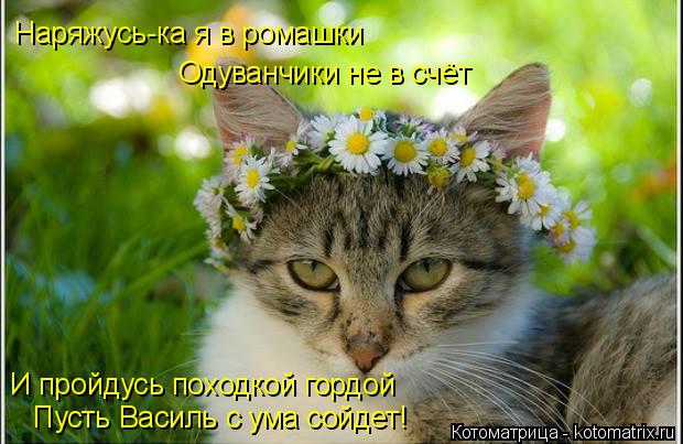 Котоматрица: Наряжусь-ка я в ромашки Одуванчики не в счёт И пройдусь походкой гордой Пусть Василь с ума сойдет!