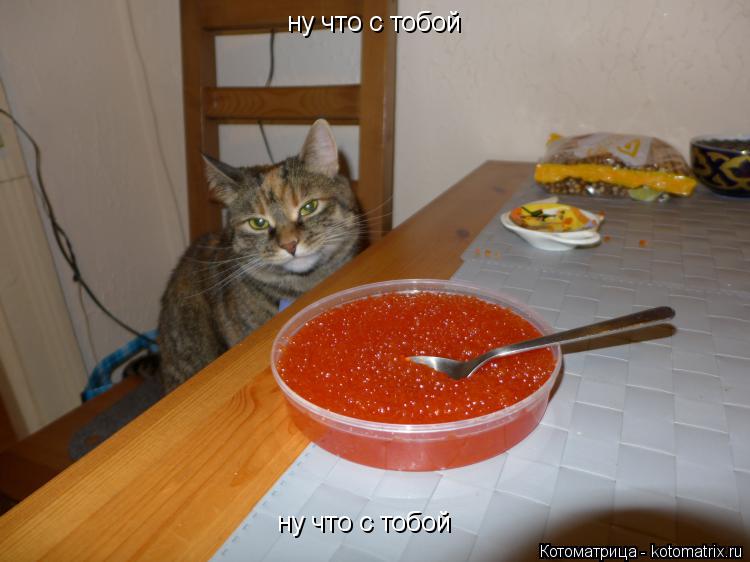 ну что с тобой ну что с тобой... Котоматрица: ну что с тобой ну что с тобой
