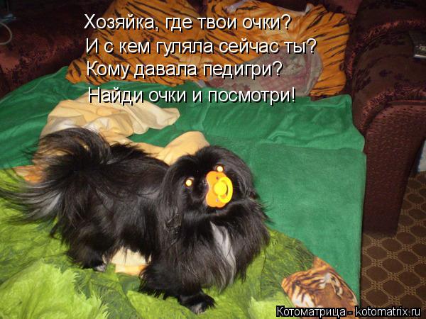 Хозяйка, где твои очки? И с кем гуляла сейчас ты? Кому давала педигри? Найди очки и посмотри!... Котоматрица: Хозяйка, где твои очки? И с кем гуляла сейчас ты? Кому давала педигри? Найди очки и посмотри!
