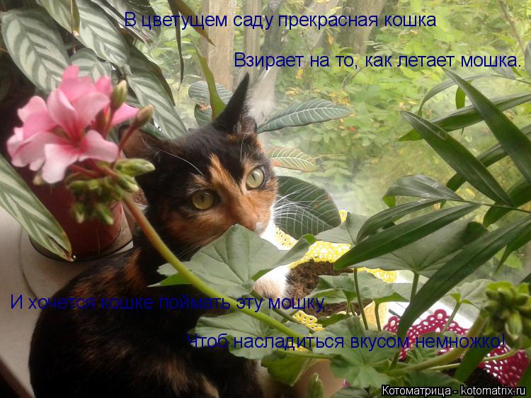 Котоматрица: В цветущем саду прекрасная кошка Взирает на то, как летает мошка. И хочется кошке поймать эту мошку, Чтоб насладиться вкусом немножко!