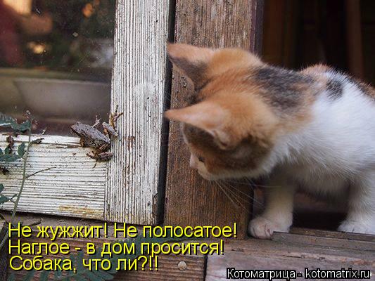 Не жужжит! Не полосатое! Наглое - в дом просится! Собака, что ли?!!... Котоматрица: Не жужжит! Не полосатое! Наглое - в дом просится! Собака, что ли?!!