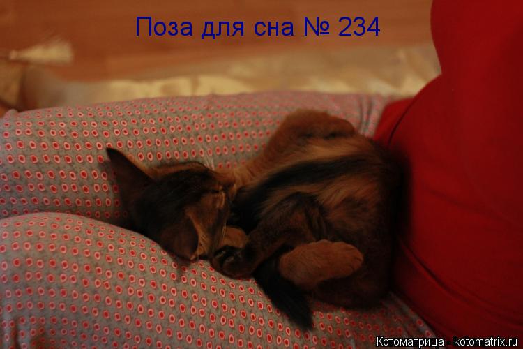 Котоматрица: Поза для сна № 234