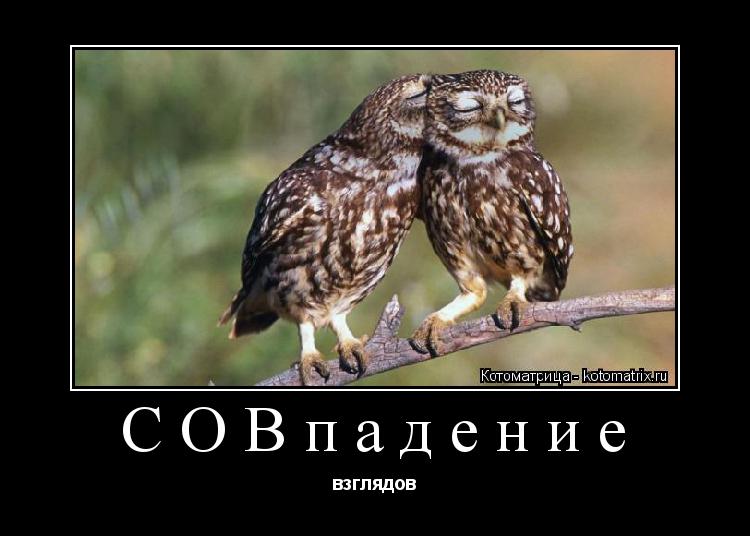 Котоматрица: СОВпадение взглядов