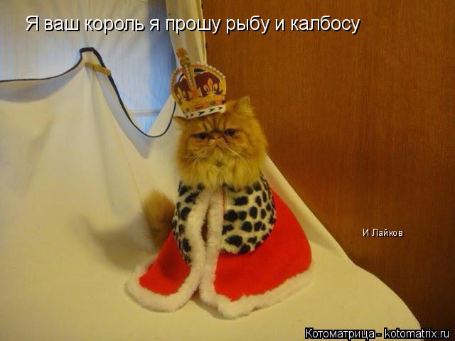Я ваш король я прошу рыбу и калбосу И Лайков... Котоматрица: Я ваш король я прошу рыбу и калбосу И Лайков