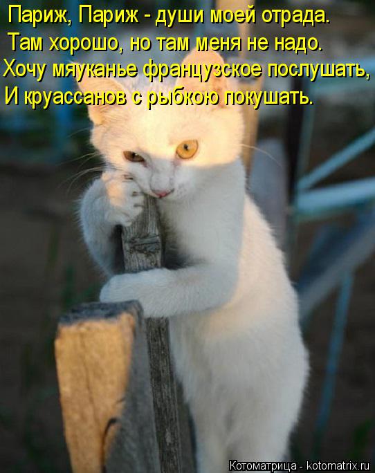 Париж, Париж - души моей отрада. Там хорошо, но там меня не надо. Хочу мяуканье французское послушать... Котоматрица: Париж, Париж - души моей отрада. Там хорошо, но там меня не надо. Хочу мяуканье французское послушать, И круассанов с рыбкою покушать.