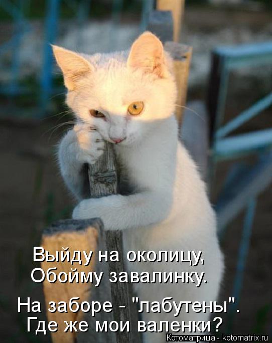 Выйду на околицу, Обойму завалинку. На заборе - "лабутены". Где же мои валенки?... Котоматрица: Выйду на околицу, Обойму завалинку. На заборе - "лабутены". Где же мои валенки?