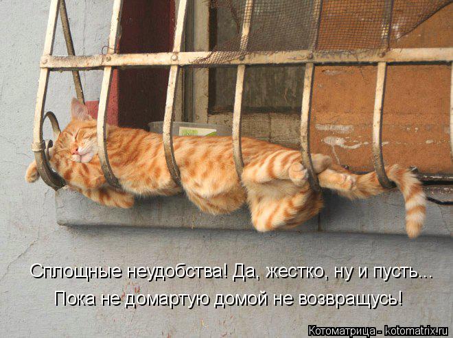 Котоматрица: Пока не домартую домой не возвращусь! Сплощные неудобства! Да, жестко, ну и пусть...
