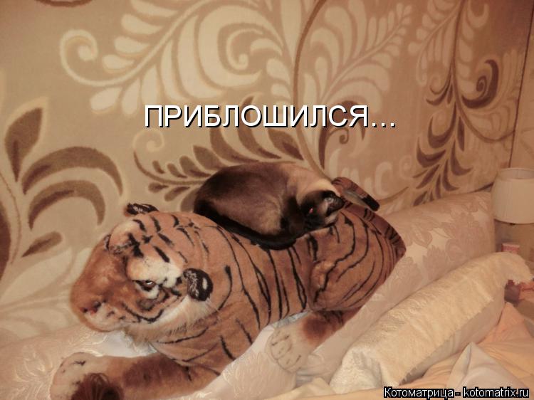Котоматрица: ПРИБЛОШИЛСЯ…