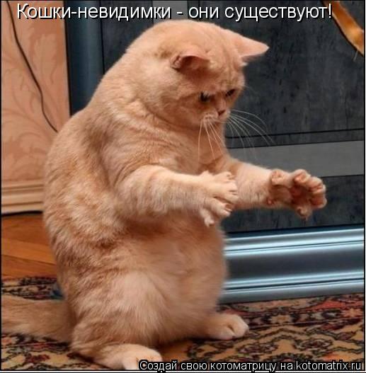Кошки-невидимки - они существуют!... Котоматрица: Кошки-невидимки - они существуют!