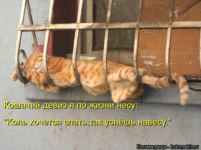 Котоматрица: Кошачий девиз я по жизни несу: "Коль хочется спать,так уснёшь навесу."