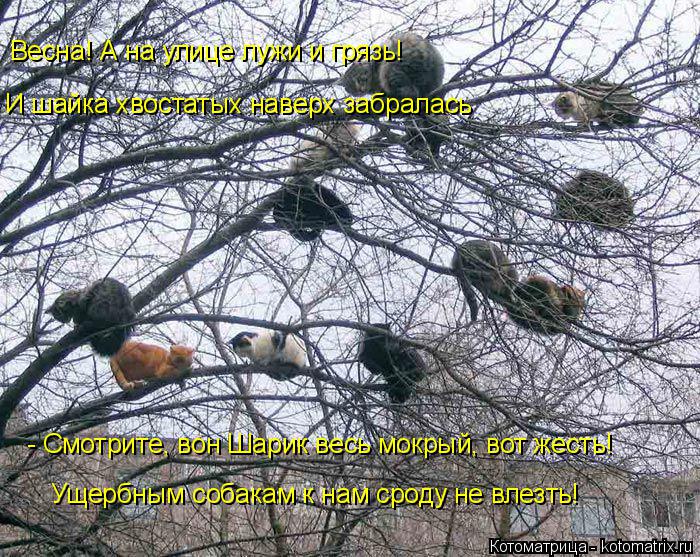 Весна! А на улице лужи и грязь! И шайка хвостатых наверх забралась - Смотрите, вон Шарик весь мокрый,... Котоматрица: Весна! А на улице лужи и грязь! И шайка хвостатых наверх забралась - Смотрите, вон Шарик весь мокрый, вот жесть! Ущербным собакам к нам сроду н