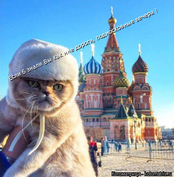 Если б знали Вы как мне дороги, подмосковные вечера !... Котоматрица: Если б знали Вы как мне дороги, подмосковные вечера !