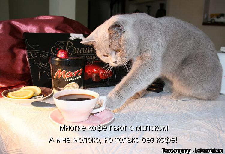 Котоматрица: Многие кофе пьют с молоком! А мне молоко, но только без кофе!