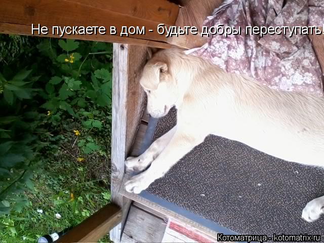 Котоматрица: Не пускаете в дом - будьте добры переступать!