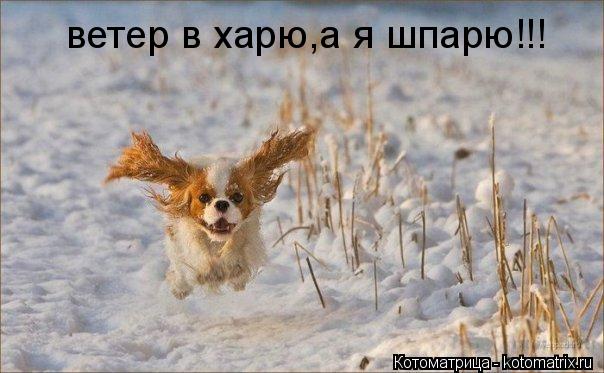 Котоматрица: ветер в харю,а я шпарю!!!