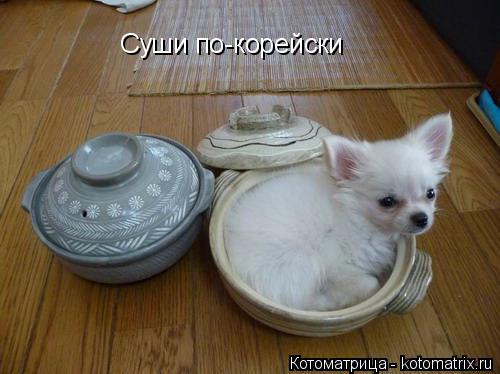 Котоматрица: Суши по-корейски