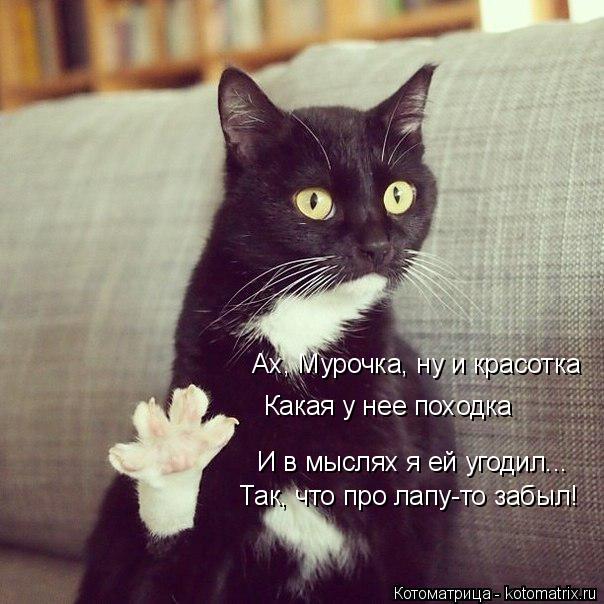 Ах, Мурочка, ну и красотка Какая у нее походка И в мыслях я ей угодил... Так, что про лапу-то забыл!... Котоматрица: Ах, Мурочка, ну и красотка Какая у нее походка И в мыслях я ей угодил... Так, что про лапу-то забыл!