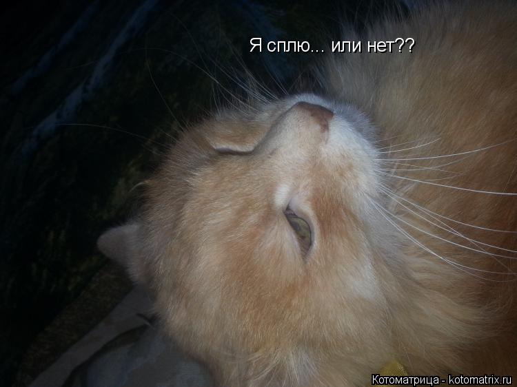 Котоматрица: Я сплю... или нет??