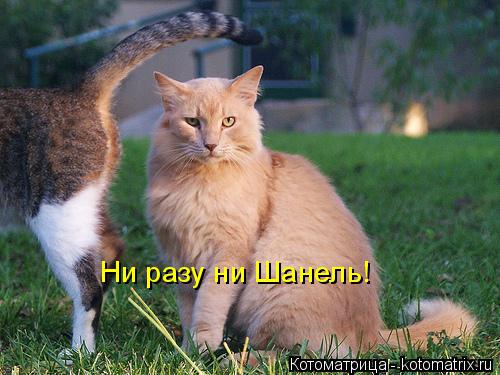 Котоматрица: Ни разу ни Шанель!