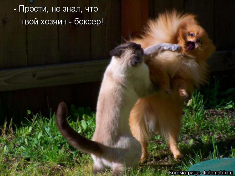 - Прости, не знал, что твой хозяин - боксер!... Котоматрица: - Прости, не знал, что твой хозяин - боксер!