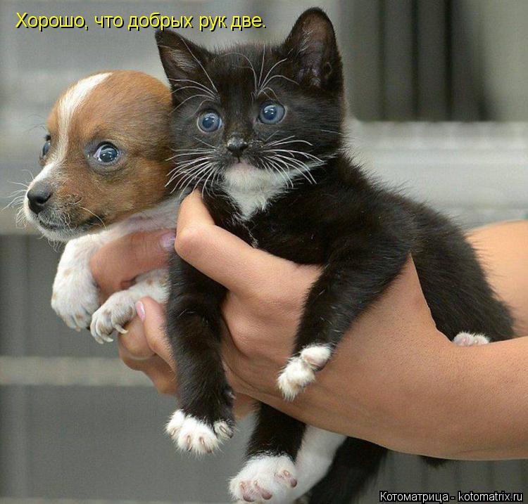 Котоматрица: Хорошо, что добрых рук две.