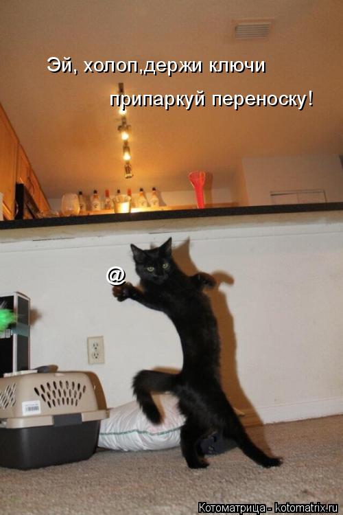 Котоматрица: Эй, холоп,держи ключи  припаркуй переноску! @