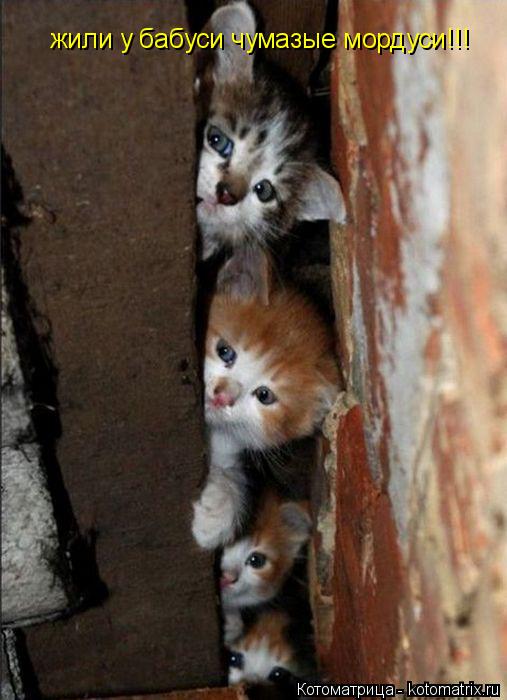 Котоматрица: жили у бабуси чумазые мордуси!!!