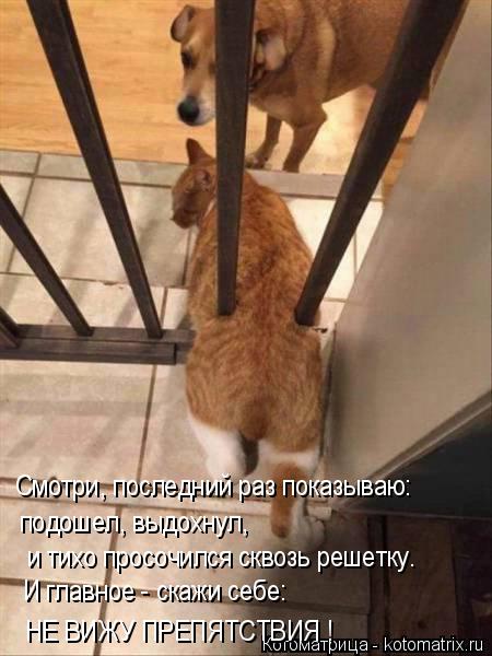 Котоматрица: Смотри, последний раз показываю: подошел, выдохнул,  и тихо просочился сквозь решетку. И главное - скажи себе: НЕ ВИЖУ ПРЕПЯТСТВИЯ !
